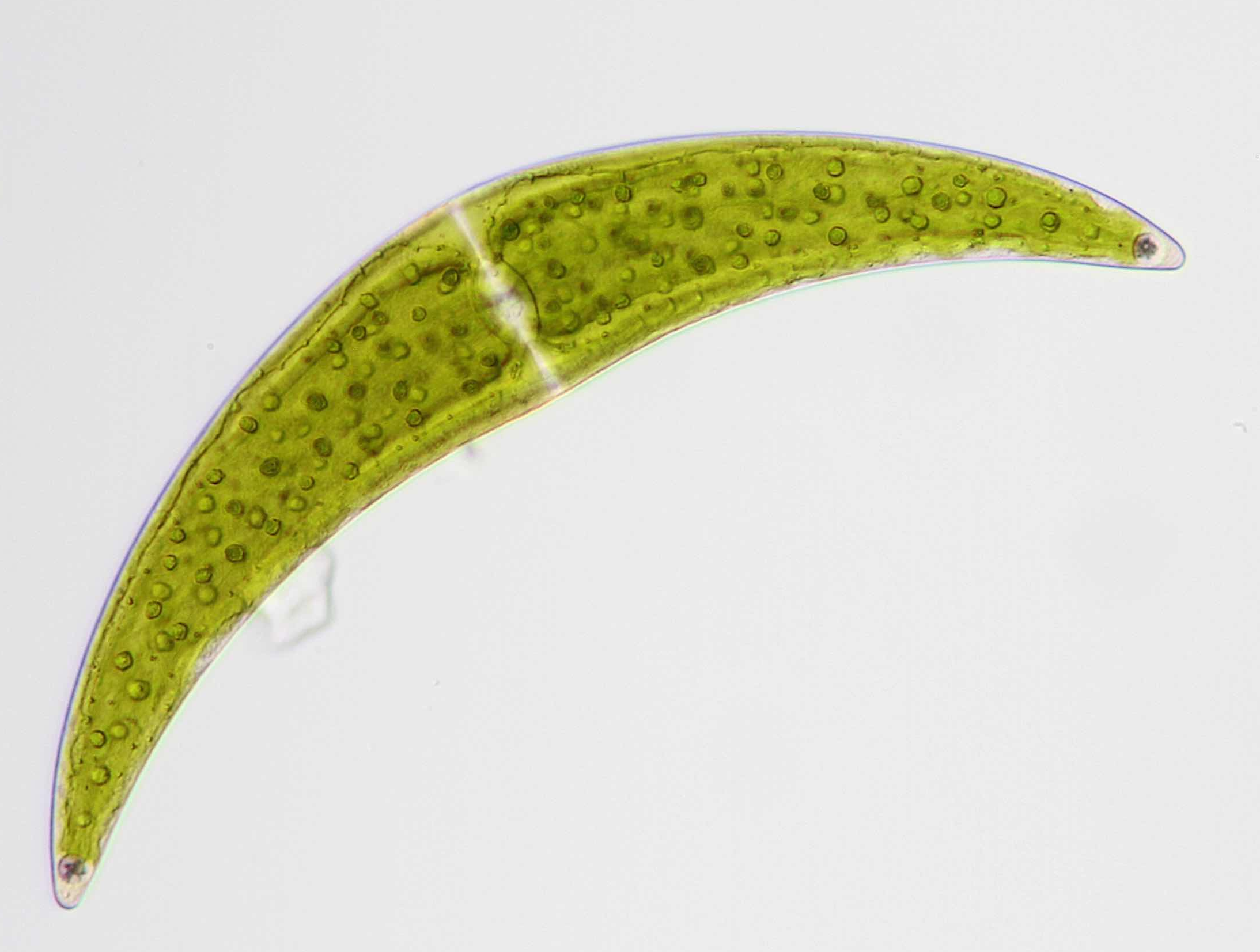 Closterium submoniliferum